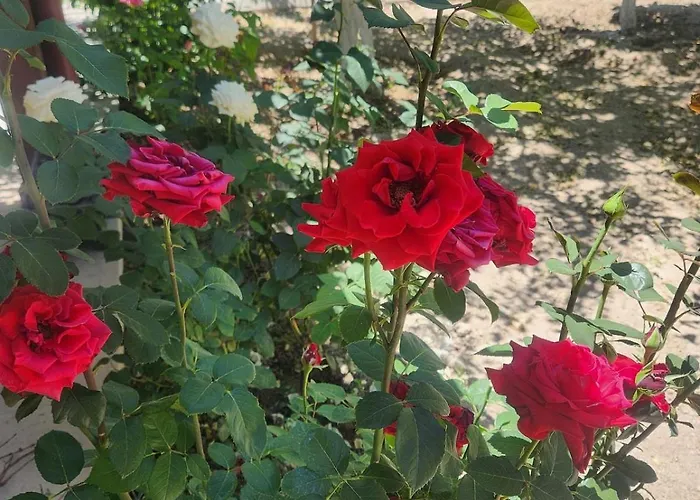 Cappadocia Essa Orange Stone House فيلة